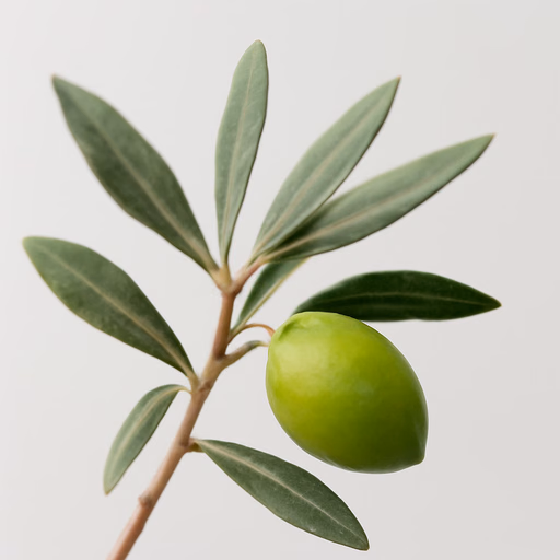 Argan Tree