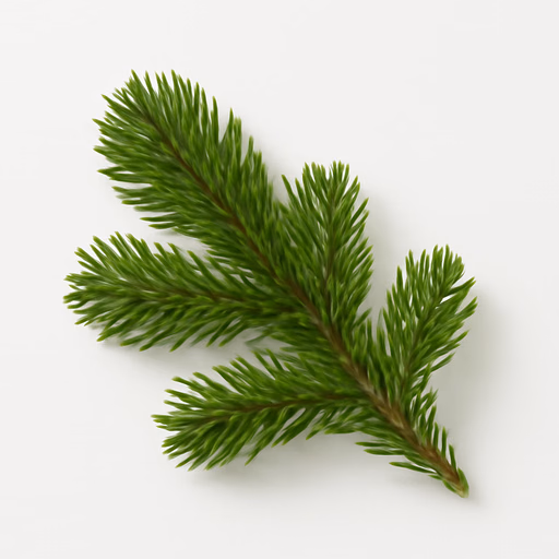 Canadian Balsam