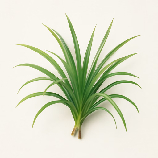 Cypriol Oil or Nagarmotha