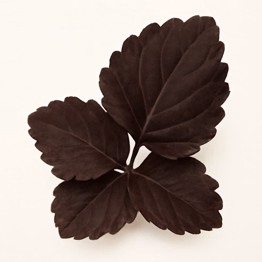 Dark Patchouli