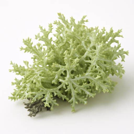 Lichen