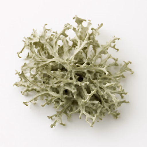 Oakmoss
