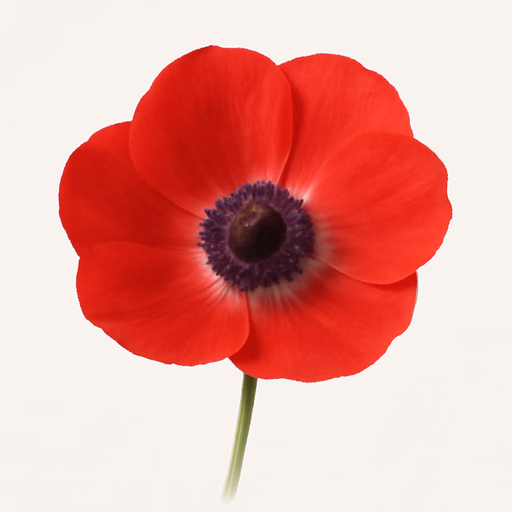 Anemone