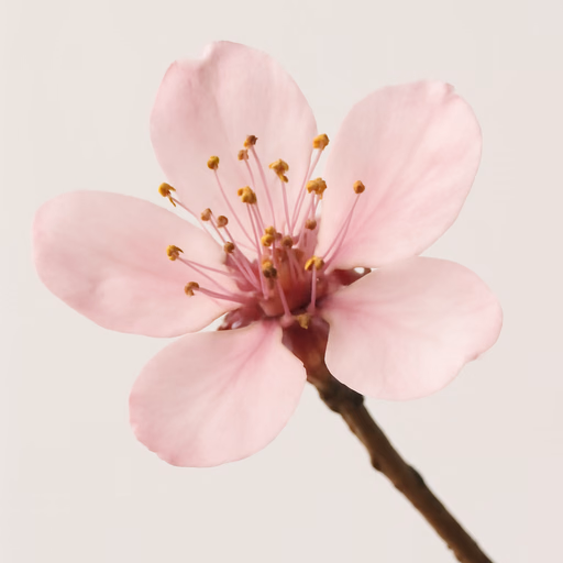 Apricot Blossom