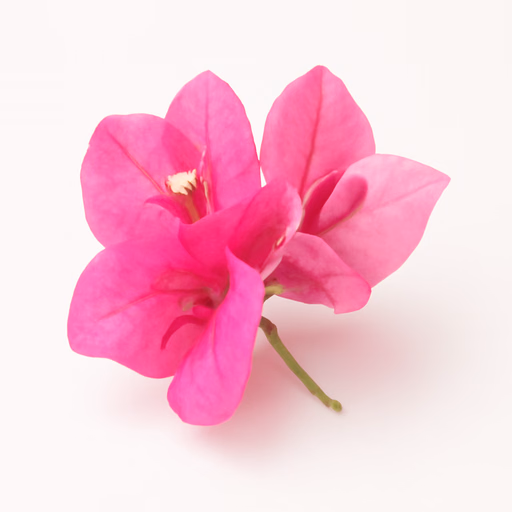 Bougainvillea