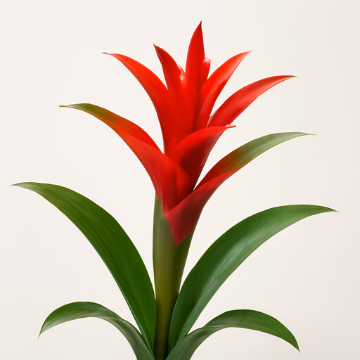 Bromelia