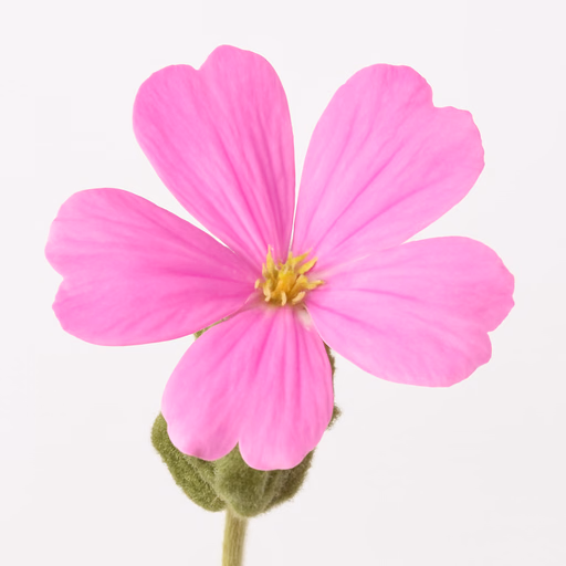 Campion Flower