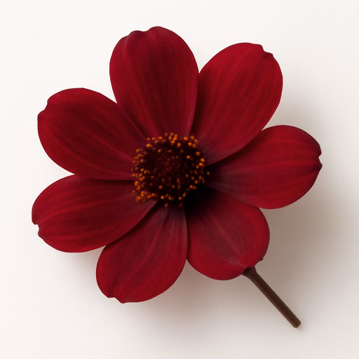 Chocolate Flower