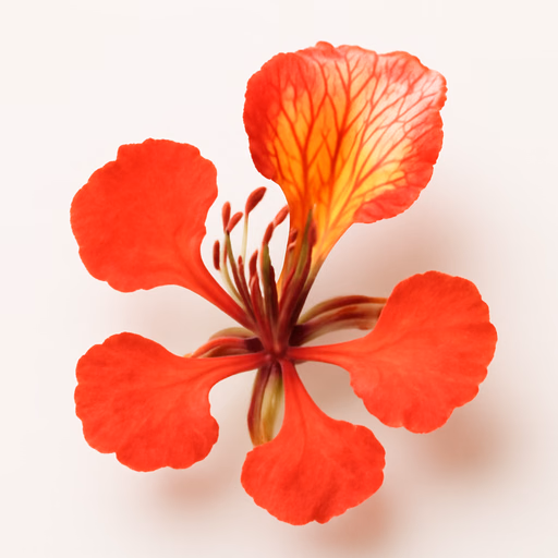 Christmas Tree or Flame Tree