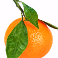 Mandarin Orange