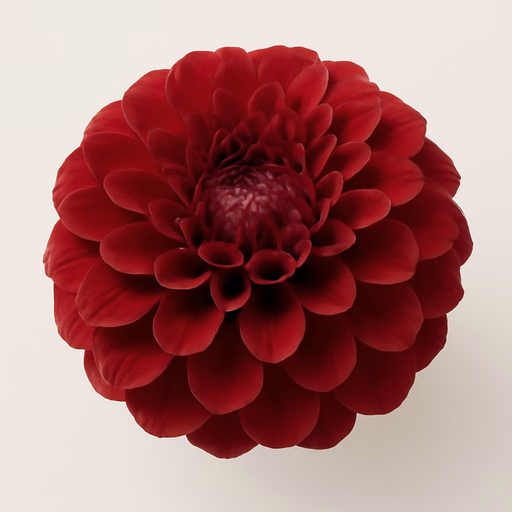 Dahlia