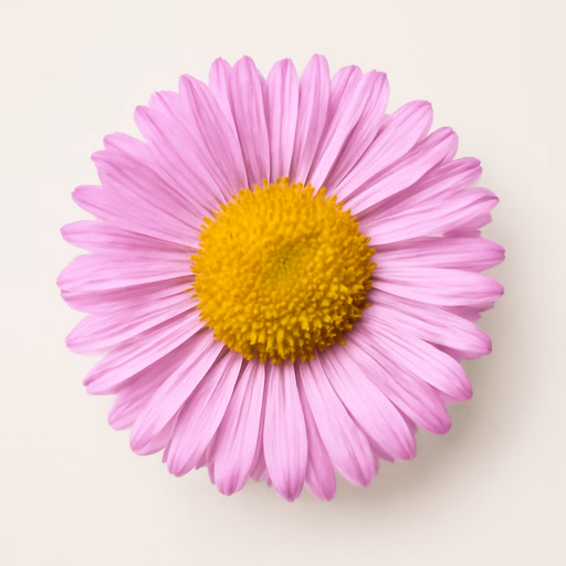 Erigeron (Fleabane)