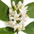 Neroli