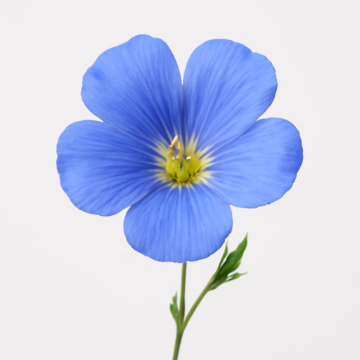 Flax