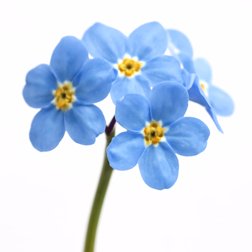 Forget Me Not