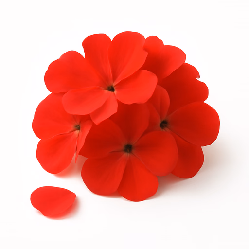 Geranium