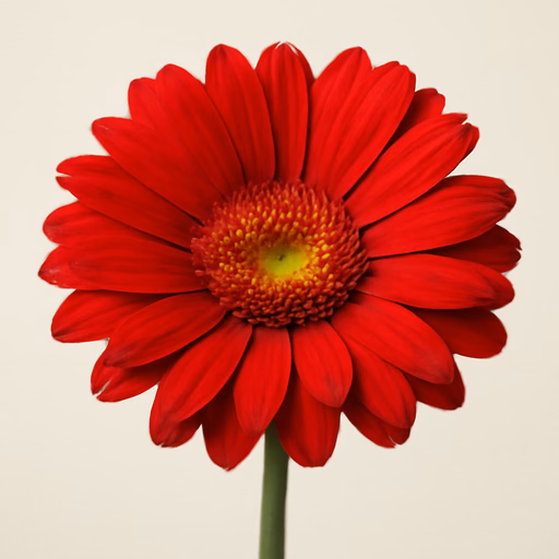 Gerbera