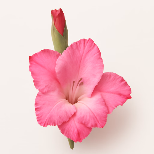 Gladiolus