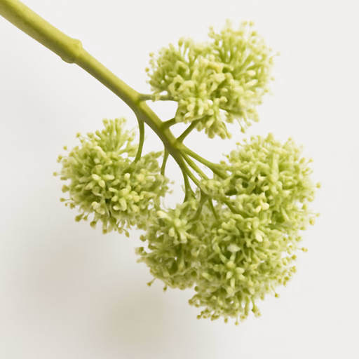 Grapeflower