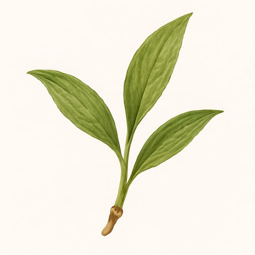 Green Nard