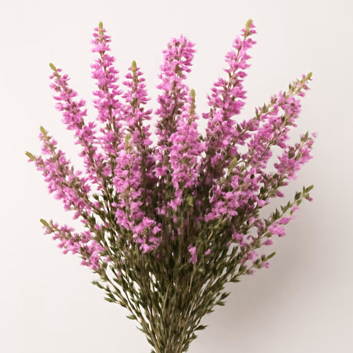 Heather