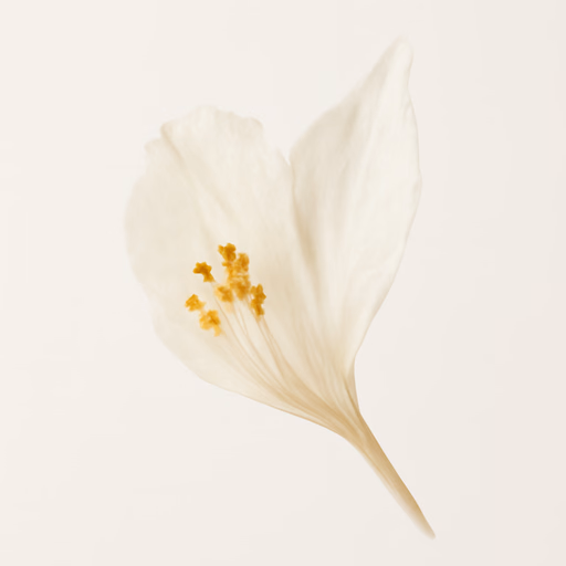 Lady of the Night Flower