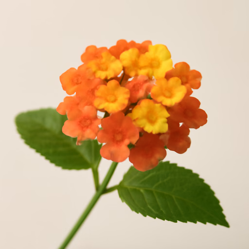 Lantana