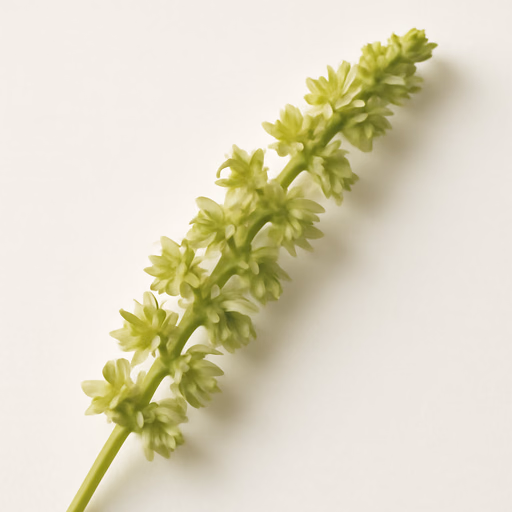 Mignonette