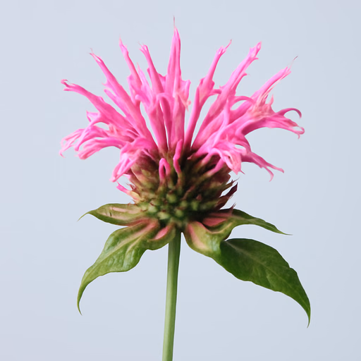 Monarda