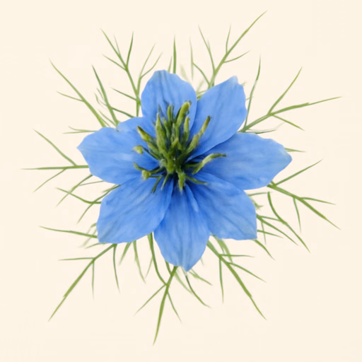 Nigella