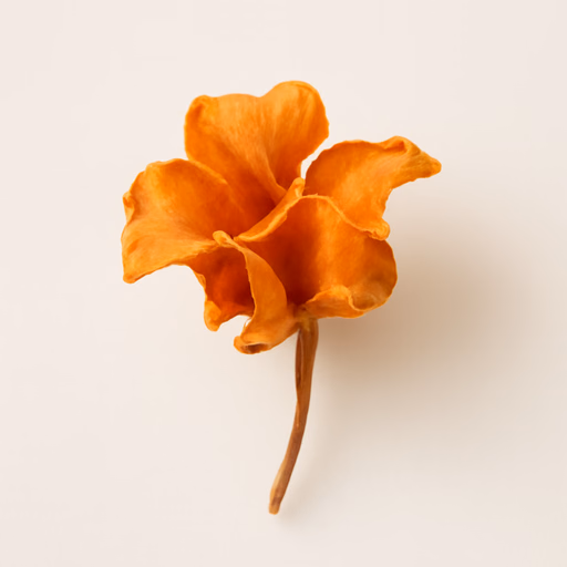 Orange Cassia Tree