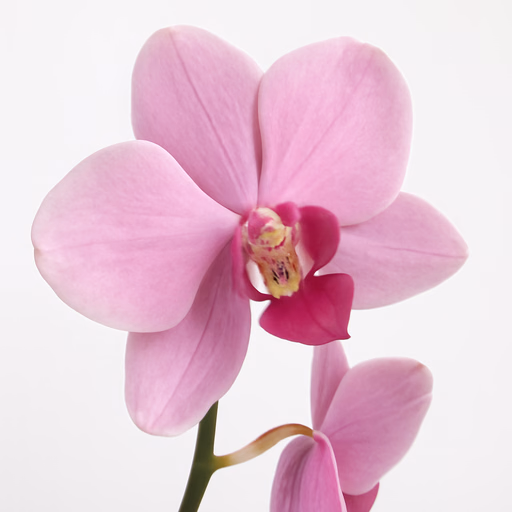 Orchid