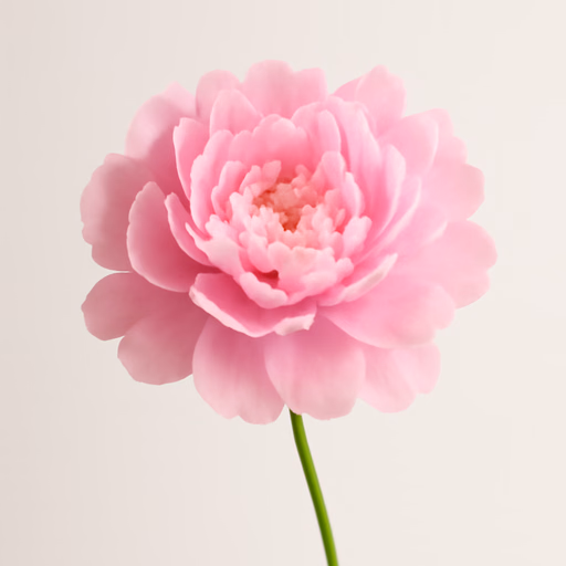 Peony