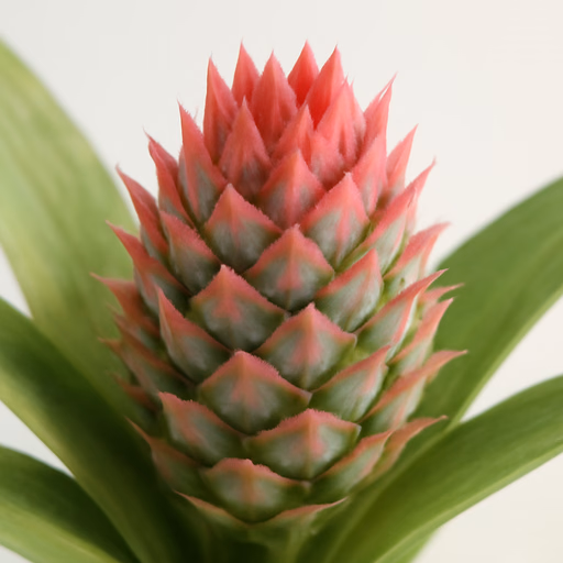 Pineapple Blossom