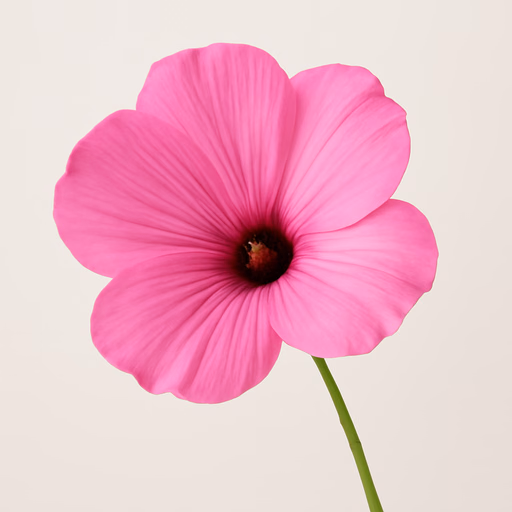 Rose Mallow