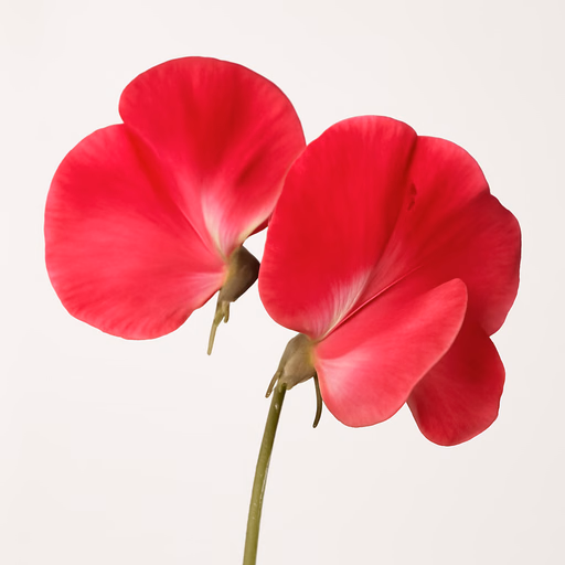 Sweet Pea