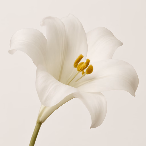 Lily