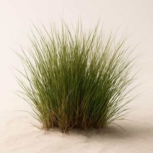 Ammophila (Beach Grass)