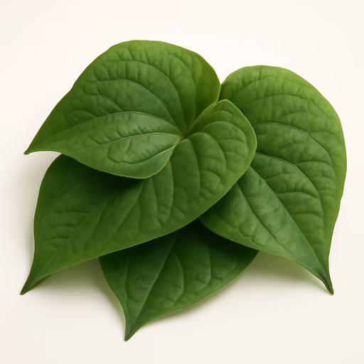 Betel Leaf