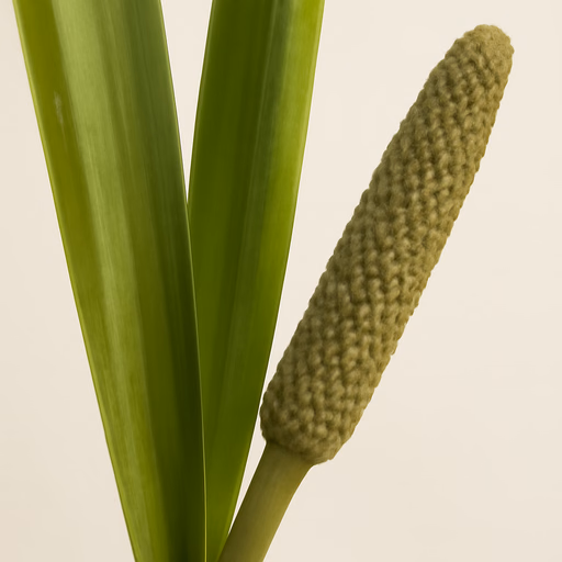 Calamus