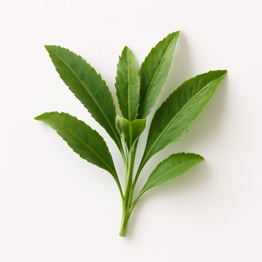 Carnation Leaves