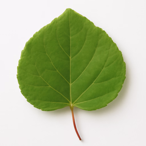 Katsura Leaf