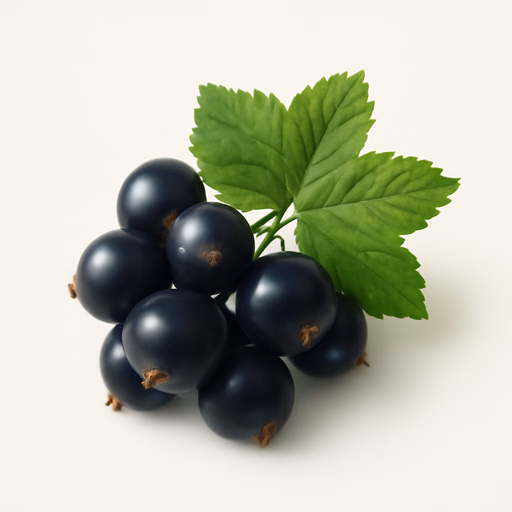 Black Currant