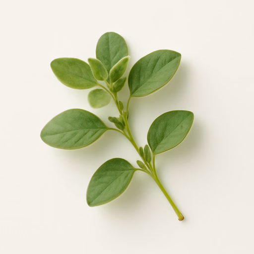Oregano