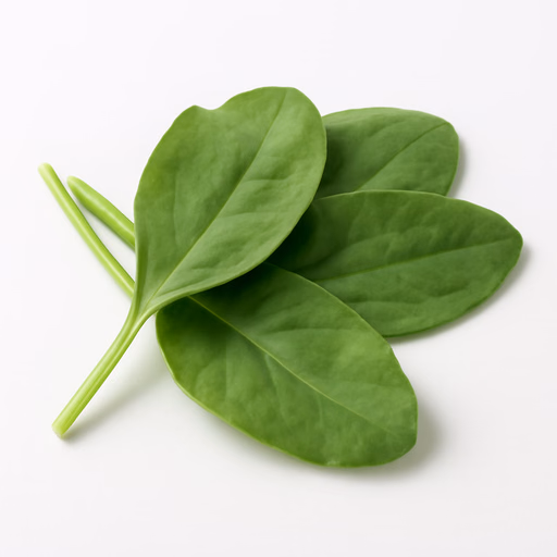 Rumex