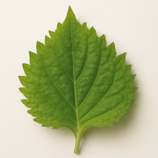 Shiso