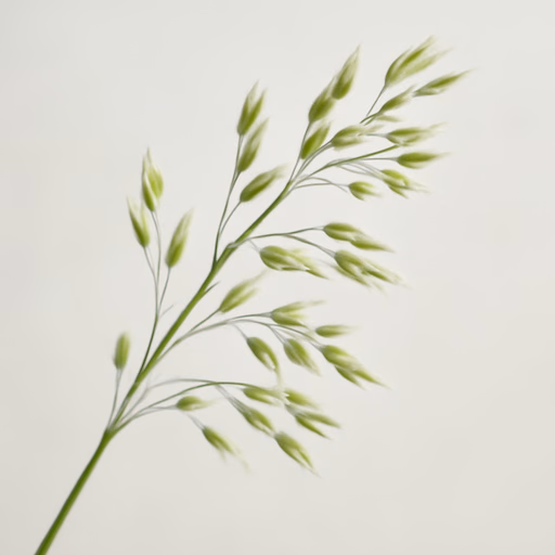 Sweet Grass