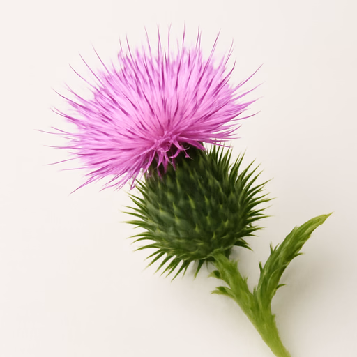 Thistle