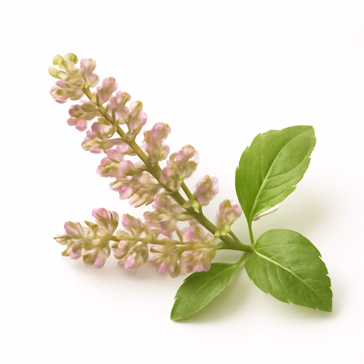 Tulsi