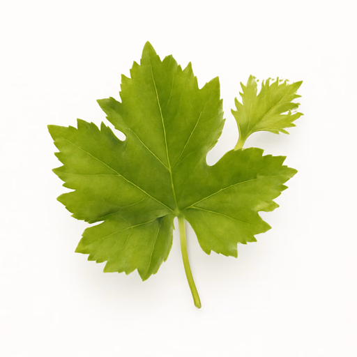 Vine